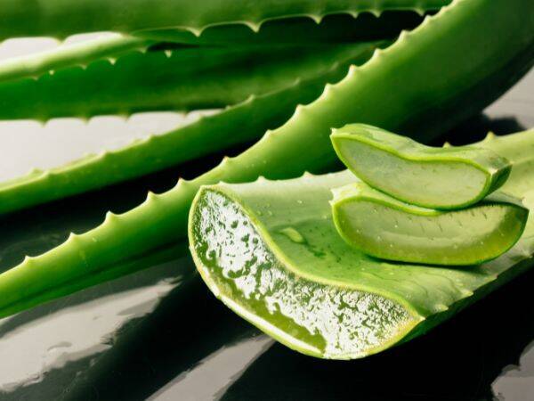Aloes jako składnik kosmetyków - idealne rozwiązanie dla osób z trądzikiem